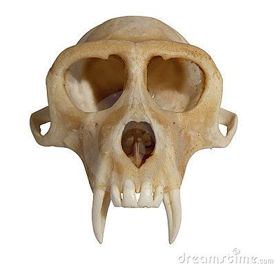 Monkey skull primate Wooden Sculpture Art, Monkey Skull, Bone Drawing, The Monkey's Paw, Skull Animal, Evolution Art, Skull Reference, Dinosaur Photo, Tiger Drawing