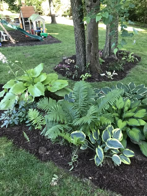 Hostas, fern, astilbe shade garden Fern And Hosta Landscaping, Fern Shade Garden, Astilbe Shade Garden, Hosta Astilbe Garden, Hostas Around Tree, Ferns Landscaping Front Yards, Hostas And Astilbe Landscaping, Ferns And Hostas Flower Beds, Hosta Fern Garden