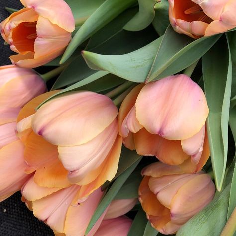 Peach Tulips Aesthetic, Apricot Beauty Tulip, Apricot Pride Tulip, Orange Princess Tulip, Parrot Tulips Photography, Tulip Colors, Apricot, Tulips, My Favorite