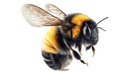 Pollination Activity, Bee Pollination, Tomato Growers, Honeycomb Tattoo, Bubble Bee, Conservation Biology, Bee Colony, Crop Production, Bee Boxes