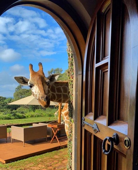 Giraffe Manor Hotel, Giraffe Manor, Giraffes, Beautiful Views, Knock Knock, A Photo, Hotel, Photo And Video, Animals