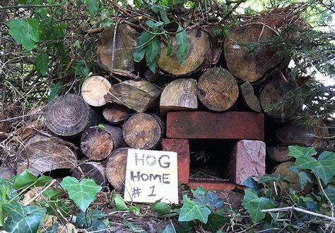 Make A Hog Home Out Of Bricks Suitable For: Age (8+) Time Needed: 1 Hour Suitable For: Age Diy Hedgehog House, Hedgehog Home, Hedgehog House, Eco Garden, Bug Hotel, Meadow Garden, A Hedgehog, Recycled Garden, Big Garden