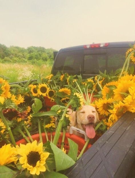 Good Girl, Golden Retrievers, Mellow Yellow, Cute Creatures, 귀여운 동물, Country Life, Cuteness Overload, Animals Friends, Beautiful Creatures