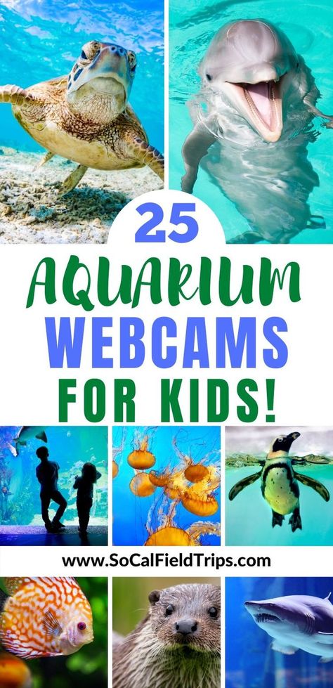 Homeschool Stem, Ocean Theme Preschool, Ocean Classroom, Summer Camp Activities, Ocean Unit, Ocean Science, Ocean Activities, Classroom Transformation, Live Aquarium