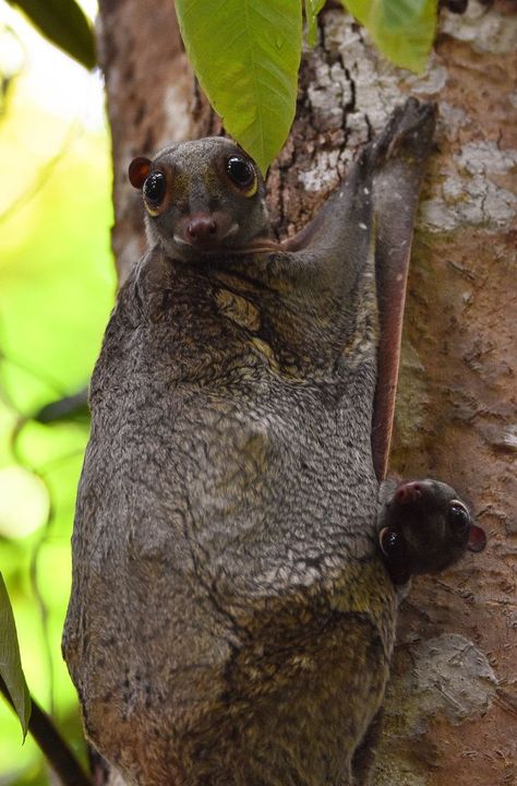 Sunda Colugo, Ape Monkey, Unusual Animals, Little Critter, Amazing Animals, Wild Animals, Creature Design, Monkeys, Mammals