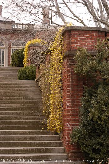 Cold Weather Garden, Full Sun Planters, Clover Garden, Yellow Shrubs, Winter Jasmine, Brooklyn House, Winter Gardens, Garden Calendar, Garden Vines