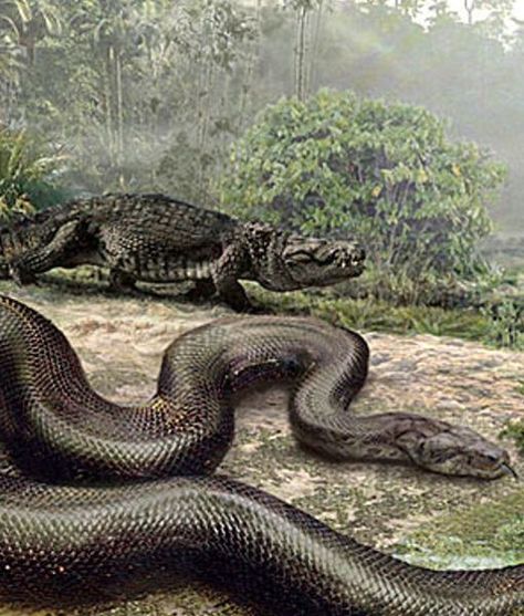 A anaconda gigante em 1959 foi descoberto um espécime de seu tipo no Congo quando um helicóptero sobrevoou a área , foi quando eles viram o gigante besta que média de cerca de 14 metros de comprimento, largura de um ser humano, a pele esverdeada e rosa e barriga albino, além de enormes mandíbulas World Biggest Snake, Largest Snake, Ancient Animals, Extinct Animals, Prehistoric Creatures, Prehistoric Animals, Crocodiles, Reptiles And Amphibians, Anaconda