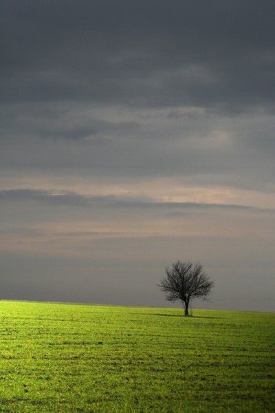 tree Photos Of Trees, Single Tree, Green Field, Lone Tree, Tree Photography, Pretty Colors, Gandalf, One Tree, Oak Tree