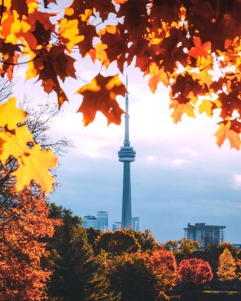 The countdown to fall in Toronto has begun! 🍁 As September ushers in cooler days, we're eagerly awaiting the golden hues and cozy vibes that autumn brings to the city. Whether it's exploring parks like High Park or soaking in the iconic skyline against a backdrop of vibrant foliage, there's so much to look forward to. What are you most excited about this fall in Toronto? Save this pin for your fall bucket list! Fall Bucket List, Cozy Vibes, Favorite City, The Golden, Bucket List, Toronto, Collage, Pins