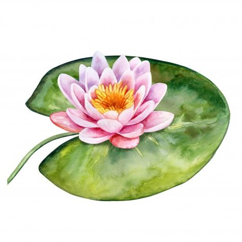 Loto. lirio de agua. acuarela | Premium Vector #Freepik #vector #flor #acuarela #floral #agua Lily Pad Drawing, Water Lily Drawing, Lotus Drawing, Water Lilies Art, Lilies Drawing, Lotus Painting, Lotus Mandala, Indian Folk Art, Fimo Clay