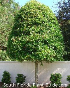 East Palatka holly trimmed as 'lollipop' Tree Trunk Ideas, Apple Tree Care, Holly Trees, Backyard Waterfalls, Hedge Trees, Holly Shrub, Florida Trees, Trunk Ideas, Decorative Trees