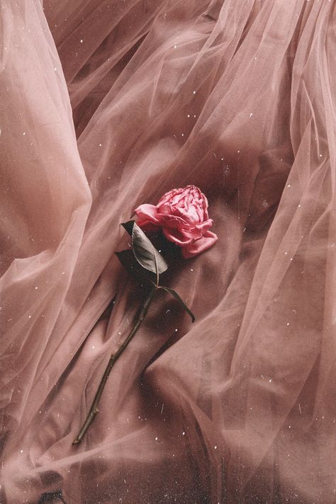 Tiktok Images, Lily Decor, Old Rose Color, Rose Wallpapers, Rose Aesthetic, Rose Background, Floral Wallpaper Phone, Cover Wallpaper, Rosé Aesthetic