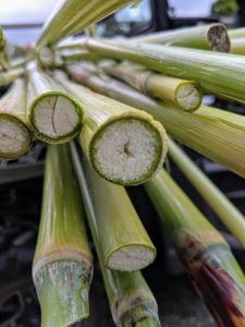 Broom Making, Handmade Broom, Pine Needle Crafts, Corn Crib, Broom Corn, Basket Weaving Diy, Acorn Crafts, Corn Stalks, Brooms And Brushes