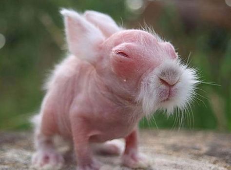 Naked, blind, and about the size of a jelly bean, a new-born wombat will stay in its mother's pouch for about 8 months before emerging into the world. Core Movements, Hairless Animals, Baby Wombat, Ugly Animals, Miyagi, Baby Bunnies, Kung Fu, Beautiful Creatures, Animals Beautiful