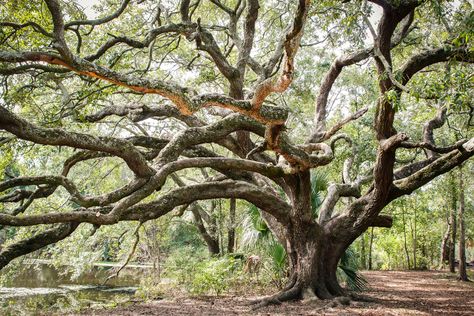 48 Hours of Birding (and Other Things): New Orleans | Audubon City Park New Orleans, Angel Oak Trees, Oak Tree Wedding, New Orleans Vacation, Angel Oak, New Orleans City, Visit New Orleans, Live Oak Trees, New Orleans Travel