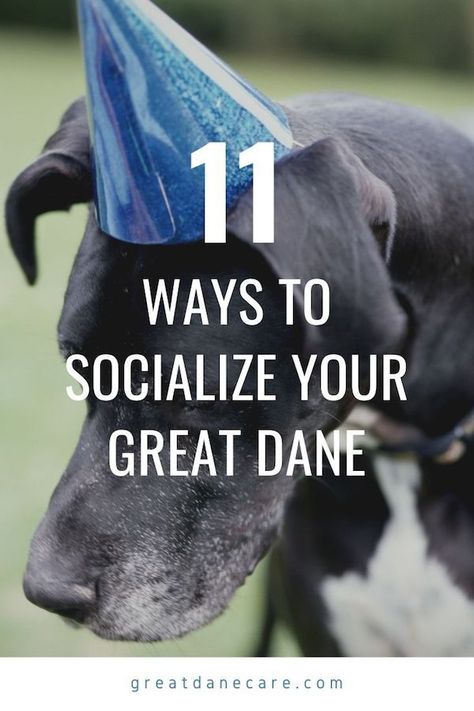 Great Dane Aesthetic, Great Dane Quotes, Dog Socialization, Great Dane Facts, Merle Great Danes, Puppy Training Guide, Dog Aggression, Blue Great Danes, Socializing Dogs