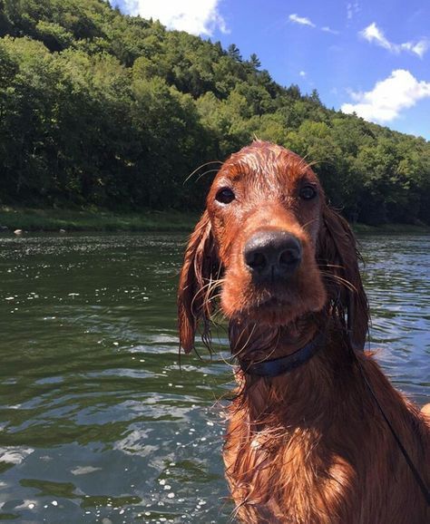 Irish Setter Dogs, Hello You, Irish Setter, Into The Wild, Cute Creatures, Cocker Spaniel, Cute Little Animals, 귀여운 동물, Mans Best Friend