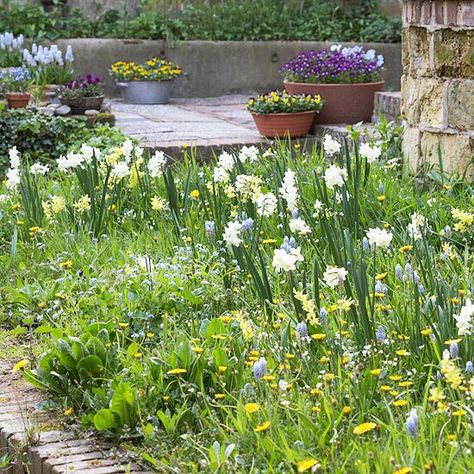 Naturalized Bulb Meadow Bulb Meadow, Bulb Garden Design, Bulbs Garden Design, Spring Bulbs Garden, Lawn Alternative, Bulb Garden, Window Box Garden, Grape Hyacinth, Lawn Alternatives