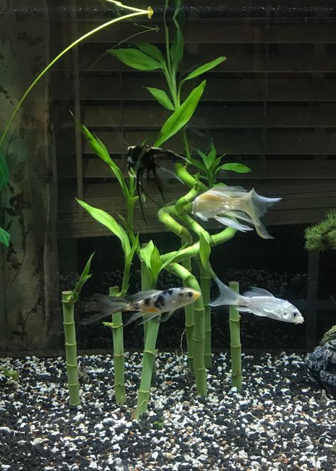 Bamboo In Aquarium, Bamboo In Fish Tank, Lucky Bamboo Fish Tank, Lucky Bamboo Aquarium, Bamboo Betta Tank, Zen Fish Tank, Bamboo Fish Tank, 10 Gallon Fish Tank Ideas, Bamboo Aquarium