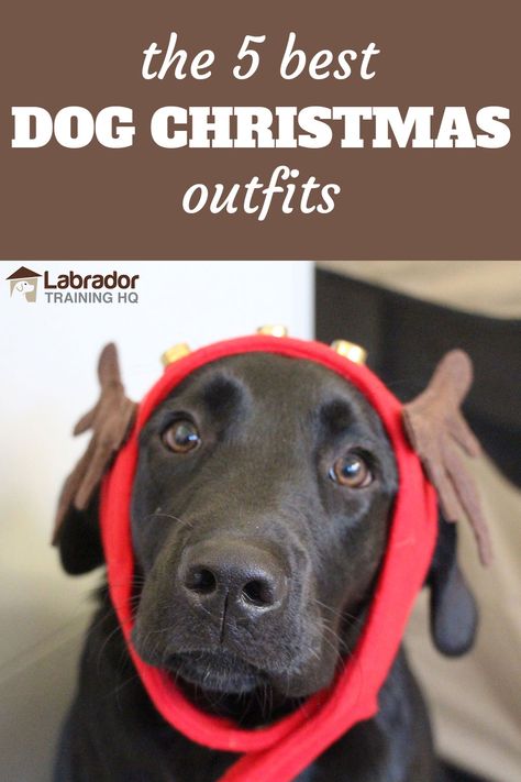 Find the cutest dog Christmas outfit and get your dog dressed in a festive costume that will keep him warm and comfortable the entire holiday season. Dog Christmas Outfits, Labrador Christmas Cards, Dog Christmas Costume, Dog Christmas Outfit, Labrador Training, Nightmare Before Christmas Drawings, Christmas Dog Outfits, Merry Christmas Dog, Dog Outfits