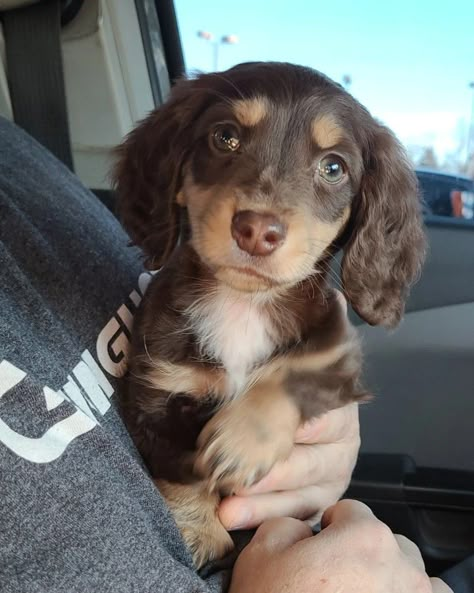 Brown Mini Daschund, Chocolate And Cream Dachshund, Miniture Duchound, Mini Dash Hound, Mini Dauschaund Puppy, Mini Daschund, Weiner Dog Puppies, Chocolate Dachshund, Daschund Puppies