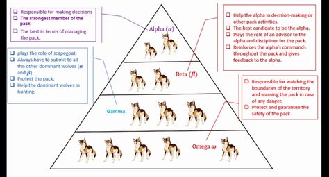 Wolf rank Wolf Pack Ranking, Wolf Pack Ranks, Wolf Ranks, Grey Wolves, Grey Wolf, Blood Moon, Wolf Pack, Decision Making, Wolves