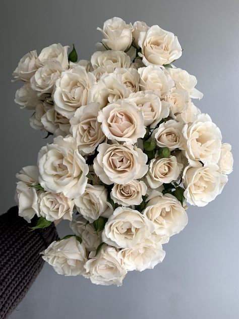 Ivory spray roses with the lightest touch of blush. "Majolica" is one of the best opening families of spray roses. Blush Majolica Spray Rose, Cream Spray Roses, Off White Rose Bouquet, Ivory Garden Rose, White Majolica Spray Roses, Ivory Roses Bouquet, Spray Rose Arrangement, White Spray Rose Bouquet, Cream Colored Flowers