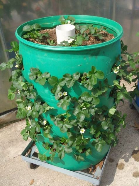 I grow Beans, Strawberries, Lettuce, Squash and Cukes with this method: Diy Barrel, Vertical Container Gardening, Owner Builder, Strawberry Planters, Vertical Vegetable Garden, Tank Pool, Vertical Herb Garden, Barrel Planter, Plants Growing