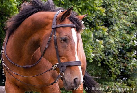 Transcend bitless bridle is designed to be the double bridle of bitless. Individually made in England in beautiful English leather. Transcend Bridle Double Bitless Bridle Quality English Leather Bitless Bridle Bits For Horses, Diy Horse Barn, Horse Dance, Horse Competition, Dream Stables, Bitless Bridle, Horse Info, Horse Bridle, Horse Gear