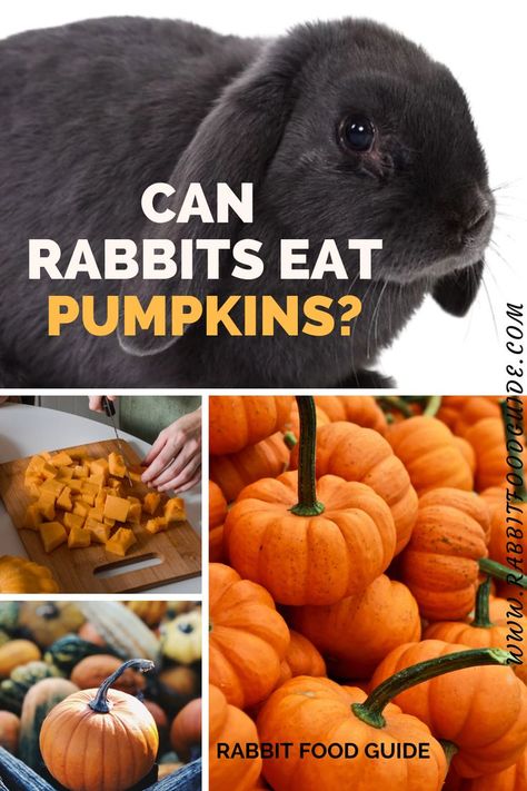 Can Rabbits eat pumpkin? Yes. Rabbits like to eat sweet sugar flesh foods. Pumpkin is one of their favorite food. Rabbits can & they do eat raw pumpkin flesh. Pumpkin is a good nutritious food that contains good health benefits for rabbits. Rabbit Eating, Nutritious Food, Rabbit Food, Health Guide, Eating Raw, Do Not Eat, Pumpkin Seeds, Good Health, Favorite Food