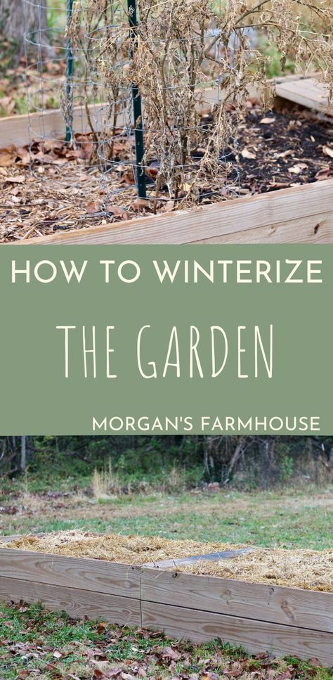 The first frost has come, which means a freeze is sure to arrive shortly. Make sure you know how to winterize the garden to make springtime more productive. Don’t just pick the end of the harvest and forget about the beds. We need to “make the beds” now that we are done with them. Do just a little work now and reap the big benefits later. How To Winterize Garden Beds, Winterize Raised Garden Beds, Winterize Garden Beds, Winterize Garden, Above Ground Garden, Garden Bed Layout, Garden Winter, We Are Done, Garden 2023