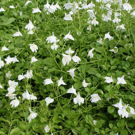 Creeping Mazus Plants for Sale – FastGrowingTrees.com Mazus Reptans, White Flowering Plants, Privacy Trees, Backyard Plants, Fast Growing Trees, Sandy Soil, Unique Trees, Ground Cover Plants, Shade Trees