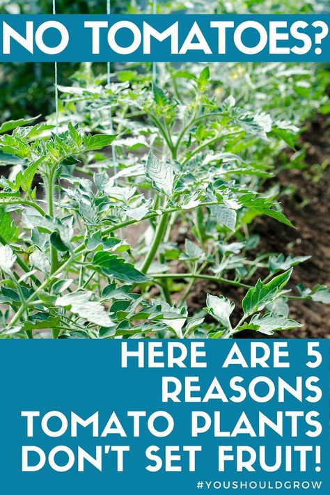 Tomatoes Plants Problems, City Gardening, Garden Diy Hacks, Growing Tomato, Tomato Fertilizer, Tomato Growing, Growing Tomato Plants, Bushcraft Shelter, Garden Layouts