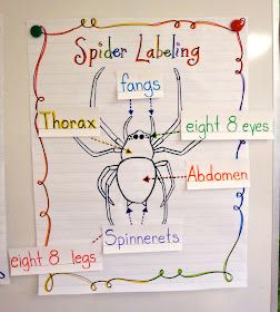 Parts Of A Spider, Spider Lessons, Charlottes Web Activities, Spiders Preschool, Spider Writing, Charlotte's Web Book, October Themes, Spider Unit, Learning Animals