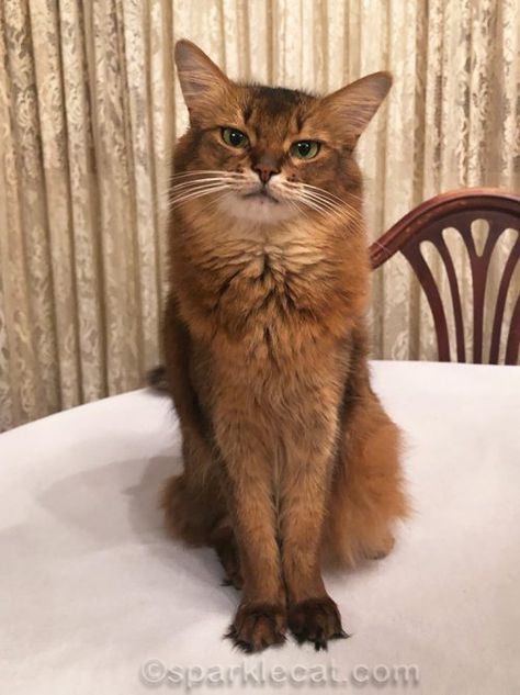 Cats | Summer, the Somali therapy cat Somali Cat Aesthetic, Cat With Folded Ears, Cat White Background, Somali Cats, Wcue Morph Ideas, Somali Cat, Cat Therian, Cat Personality, Internet Cats