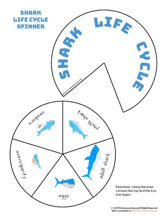 Students will love creating a life cycle spinner wheel and learning about different stages of the shark life cycle. This fun activity is a great addition to your life cycle studies. Shark life cycle stages: eggs, ovoviviparity, newborn, youth shark, adult shark. Color and B&W versions are included. Shark Life Cycle, Cycle Stages, Animal Life Cycles, Venn Diagrams, Spinner Wheel, Science Vocabulary, Science Skills, Ocean Activities, Word Walls