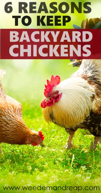 6 Reasons to Keep Backyard Chickens - Weed'em & Reap Raising Turkeys, Chicken Flock, Egg Laying Chickens, Urban Chickens, Laying Hens, Raising Backyard Chickens, Keeping Chickens, Building A Chicken Coop, Chicken Diy