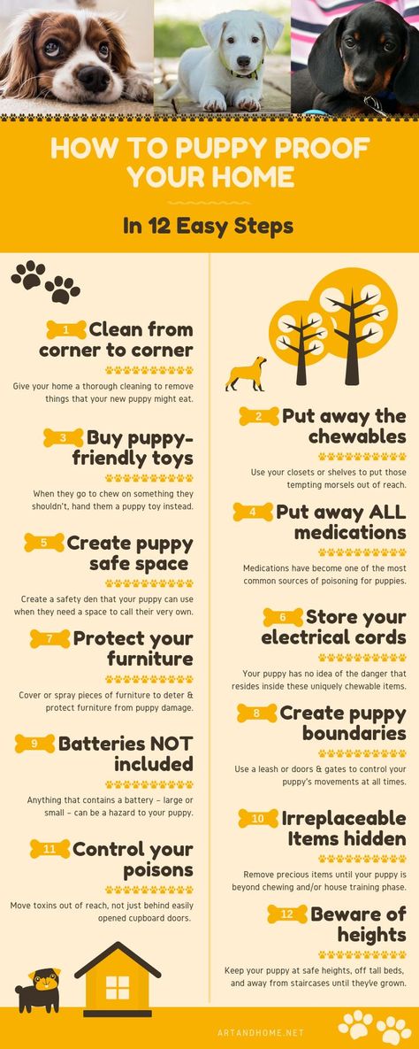 Puppies Tips, Puppy Proofing, Easiest Dogs To Train, Puppy Images, Puppy Training Tips, Dog Care Tips, Toy Puppies, Puppy Care, Puppies Funny