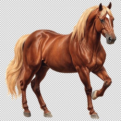 Horse Png, Abstract Horse Art, People Png, Abstract Horse, Brown Horse, Pretty Animals, Dance Poses, Quarter Horse, Horse Art