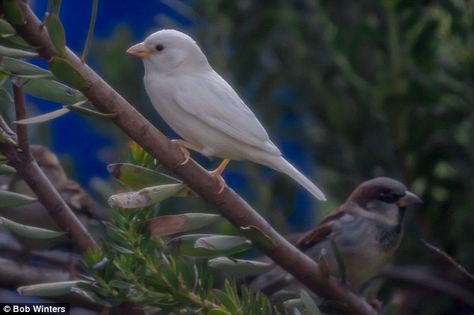 Because of the many problems it has to overcome albino sparrows will only live to one year old while normal sparrows usually live 3 to 5 years. Sparrow Pictures, White Sparrow, Common Birds, Albino Animals, Genetic Mutation, Rare Birds, Bird Watcher, Sparrows, Sky News