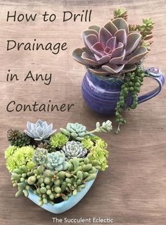 Watering Succulents, Tanaman Sukulen, Propagating Succulents, Succulent Garden Diy, Growing Succulents, Succulent Gardening, Succulent Care, Succulents In Containers, Succulent Terrarium