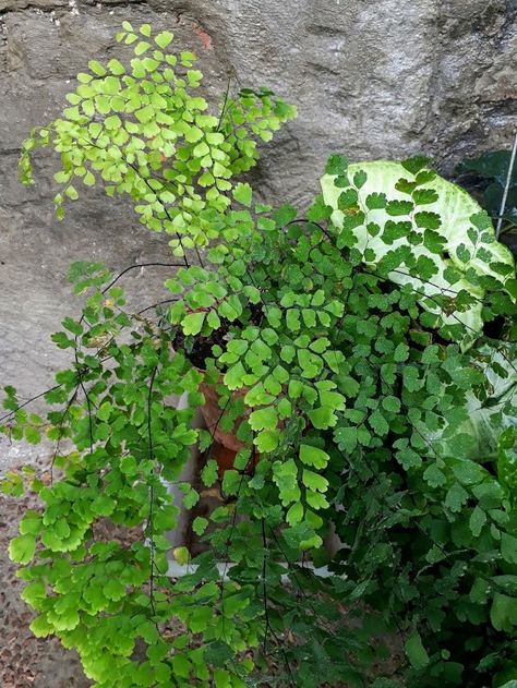 Rosy Maidenhair Fern, Fern Future Home Vibes, Fern Care Indoor, Industrial Porch, Geranium Planters, Planter Gardening, Wall Gardens, Plant Ladder, Creative Vibes