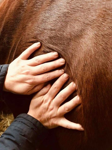 Myofascial release techniques by Janine www.janineoosterkamp.nl equine osteopath from the Netherlands Equine Craniosacral Therapy, Equine Physiotherapy, Horse Branding, Equine Bodywork, Equine Studies, Equine Massage Therapy, Horse Massage, Equine Massage, Sports Massage Therapy