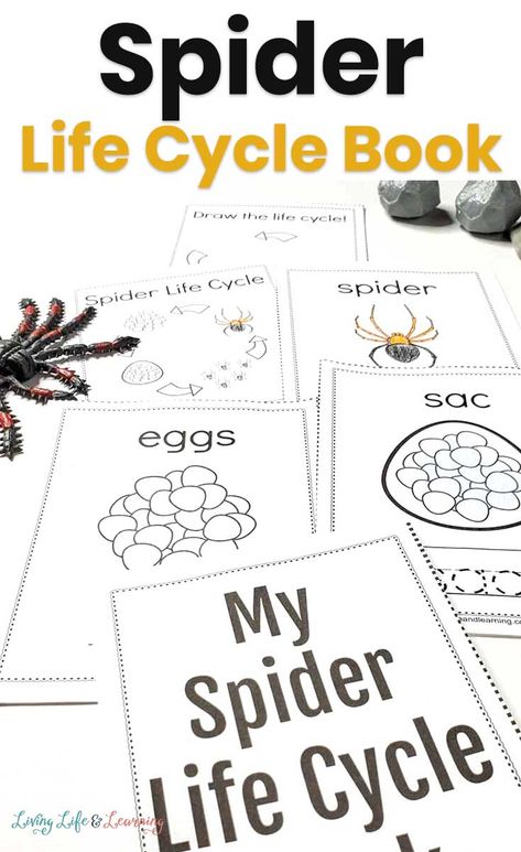 Spider Life Cycle Preschool, Life Cycle Of A Spider Preschool, Spider Facts For Preschool, Spider Life Cycle Printable Free, Preschool Spiders, Spiders Kindergarten, Life Cycle Of A Spider, Steam Kindergarten, Spider Life Cycle