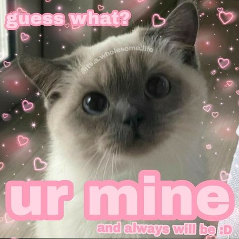 Cat Cute Message, Come Online I Miss You, You Are Now My Boyfriend Cat, I'm Obsessed With You, Cute Cat Messages, Cute Cat Memes Feelings, Cat Love You, Gn Picture, Im Sorry Cat