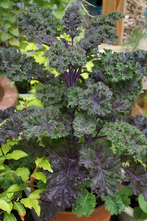 Redbor kale in a pot (Photo by Carol Pope) Types Of Kale, Red Kale, Purple Kale, Kale Plant, Pacific Northwest Garden, Grow Garden, Malibu Beach House, Evergreen Garden, Fall Containers