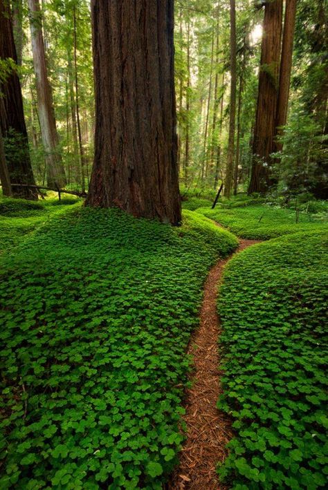 Forest path through the groundcover of Redwood Sorrel, in Humboldt Redwoods State Park, California. Photo: danielpivnick.com Redwood Forest California, Humboldt Redwoods State Park, Redwoods California, Sequoia Sempervirens, Taman Air, Matka Natura, Belle Nature, Forest Path, Redwood Forest