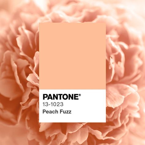 Peach Aesthetics, Trending Gel Nails, Nail Art Trending, Trending Acrylic Nails, Trending Fall Outfits, Pantone 2024, Peach Color Palettes, Trending Dress, Peach Design