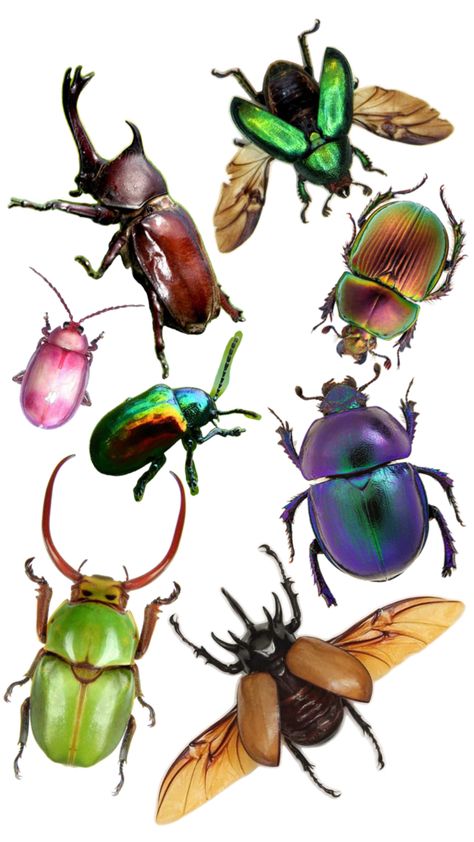 A collection of different types of beetles at different angles Practicing Drawing, Beetle Art, Cool Bugs, Bug Art, Beautiful Bugs, Creepy Crawlies, Bugs And Insects, Love Bugs, Beetles