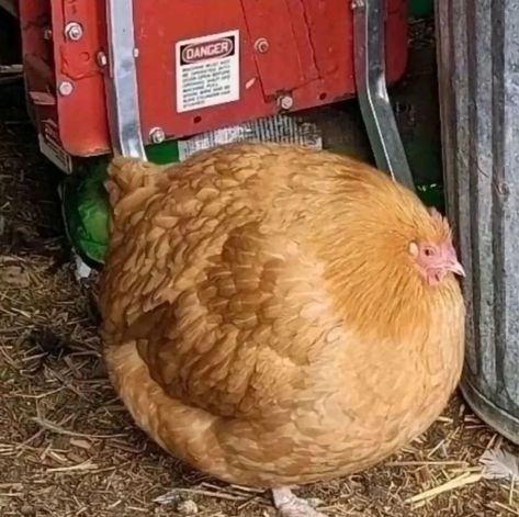 Fat Animals, Cursed Image, Chicken Images, Funny Instagram Memes, Image Meme, Cursed Memes, Chicken Pictures, Baby Chickens, Funny Animal Photos